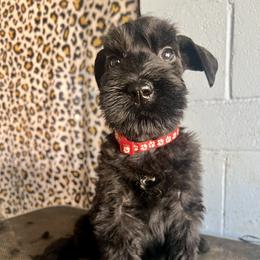 Girl 2 - Black female Giant Schnauzer puppy in Sedalia, Missouri from Valour's Giants