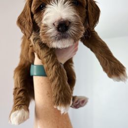 Goldendoodle Puppies from Millie Billie Doodles