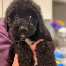 Black male - Black male Saint Berdoodle puppy in Saint Joseph, Missouri from Home Raised St. Berdoodles