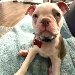 Boston Terrier Puppies from Lola’s House of Bostons & Rescue