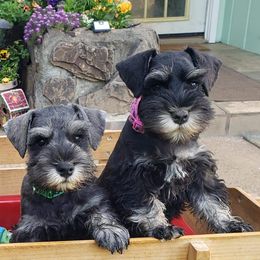 Miniature Schnauzer Puppies from Starbound Miniture Schnauzer's