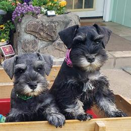 Miniature Schnauzer Puppies from Starbound Miniture Schnauzer's