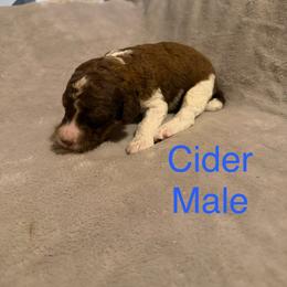 Cider - Parti male Poodle puppy in Piqua, Kansas from Legacy Farms Standard Poodles