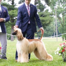 Afghan Hounds from Kominek Afghan Hounds