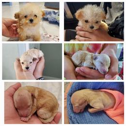 Poodle Puppies from Caboodles Of Poodles
