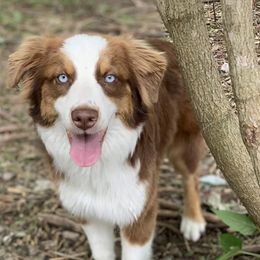 Australian Shepherds from Runnin Stars Australian Shepherds