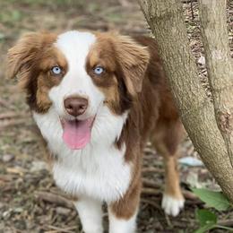 Australian Shepherds from Runnin Stars Australian Shepherds