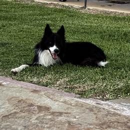 Drake - Black and white male Border Collie puppy in Comanche, Texas from Circle R Sidney