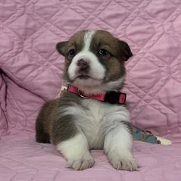 Rose - White and red female Pembroke Welsh Corgi puppy in New Waverly, Texas from Corgie & Cream Paradise