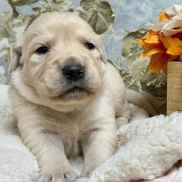 River - Light golden male Golden Retriever puppy in Doniphan, Missouri from Stockford’s Golden Retrievers