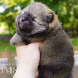 Axel - Cream sable male Pomeranian puppy in Kingston, Georgia from Southern Charm Poms