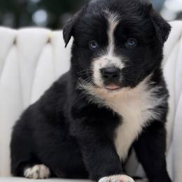 Cowboy - Black & white male Australian Shepherd puppy in Polk City, Florida from Skaky Shepherds
