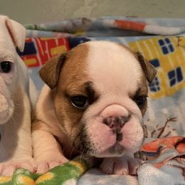 Bulldogs and French Bulldogs from Dejah Bleu Bulldogs