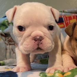 Bulldogs and French Bulldogs from Dejah Bleu Bulldogs