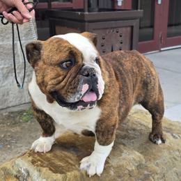 Barbie - Bulldog