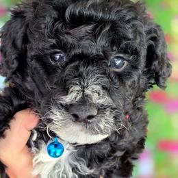 Light Blue - Black and white male Bernedoodle puppy in Vernon, Texas from Sugarland's Texas Goldendoodles