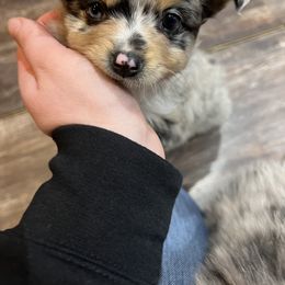 Miniature Australian Shepherd and Toy Australian Shepherd Puppies from Columbia Coast Toy & Mini Aussies