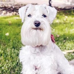 Ohana - Miniature Schnauzer