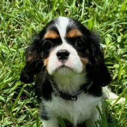 Rhett - Cavalier King Charles Spaniel puppy from Brian's Cavalier King Charles Spaniels