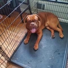 Dogues de Bordeaux from King's De Bordeaux