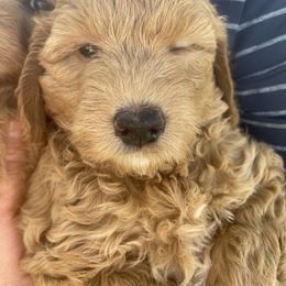 Goldendoodle Puppies from Virgin River Kennel