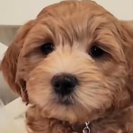 Goldendoodles from Gold Country mini doodles