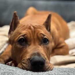 HONEY - Fawn sable female American Bully puppy in Texas from TEXAS BULLY FAMILY