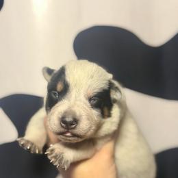 Alfalfa - Blue speckled male Australian Cattle Dog puppy in Rosharon, Texas from 4Surge Cattle Dogs