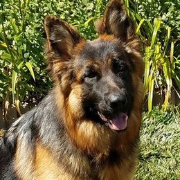 Eddie - German Shepherd