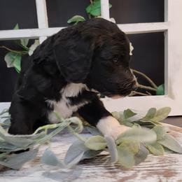 Aussiedoodle and Goldendoodle Puppies from Hunting Creek Kennels