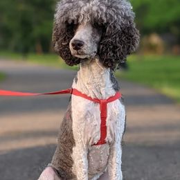 Coco - Poodle