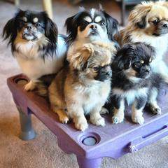 Tibetan Spaniel Puppies from Trillium Tibetan Spaniels