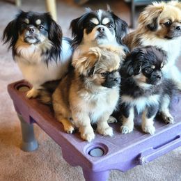 Tibetan Spaniel Puppies from Trillium Tibetan Spaniels