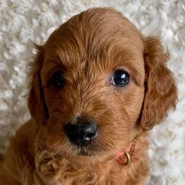 Goldendoodles from Doodle Me, Doodle You