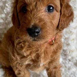 Goldendoodles from Doodle Me, Doodle You