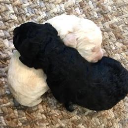 Poodle Puppies from Cisco Standard Poodles