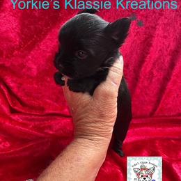 River - Parti male Yorkshire Terrier puppy in Dierks, Arkansas from Yorkie’s Klassie Kreations
