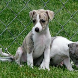 Whippet Puppies from Winstar Whippets