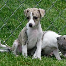 Whippet Puppies from Winstar Whippets