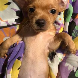 Boy 2 - Chocolate male Chihuahua puppy in Pittsburgh, Pennsylvania from Pittsburgh Paw Prints