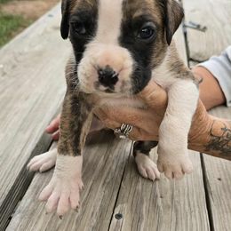 Boxer Puppies from Hunts Boxers