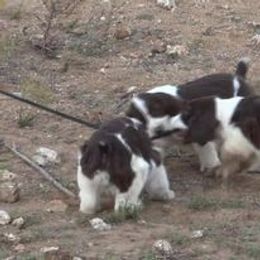 English Springer Spaniel and Poodle Puppies from Haskeez