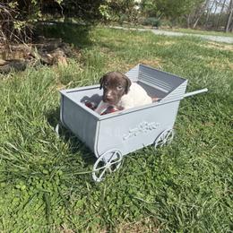 Brown - Liver and white male German Shorthaired Pointer puppy in Union Hall, Virginia from Rustic Creek Farms