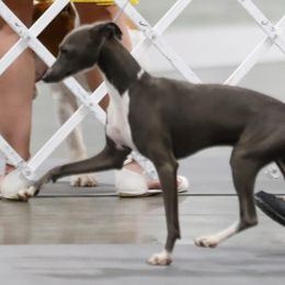 Mercury - Italian Greyhound