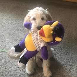 Goldendoodle Puppies from Plantation Puppies