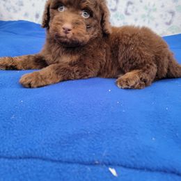 Brown boy - Phantom male Bernedoodle puppy in Poplar Grove, Illinois from Awesome Paws
