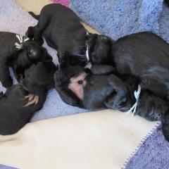 Briard Puppies from Sendero Briards