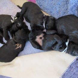 Briard Puppies from Sendero Briards