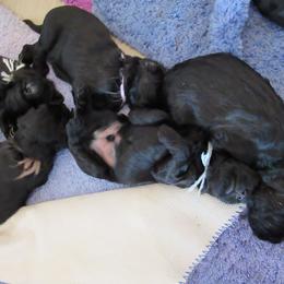 Briard Puppies from Sendero Briards