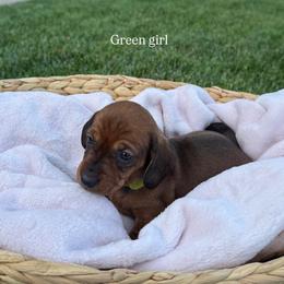 Green collar girl - Red female Dachshund puppy in Modesto, California from The dachshunds